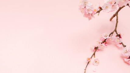 Spring blossoms blooming isolated on pink background, close up copy space, flowers tree branch...