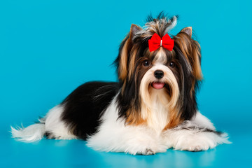 Biewer Yorkshire Terrier on colored backgrounds