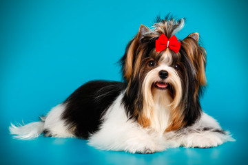 Biewer Yorkshire Terrier on colored backgrounds