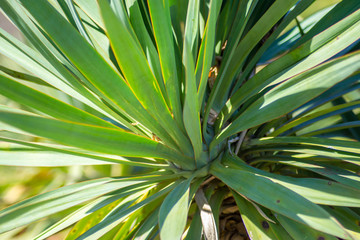 Green evergreen leaves of Yucca gloriosa, nature texture, Sharp leaves, green plant