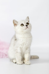 Fototapeta na wymiar Portrait of British Shorthair cat on a white background.