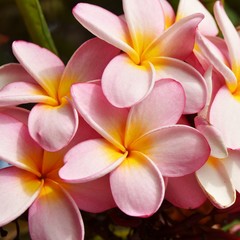 Close up of pink and yellow frangipani blossoms