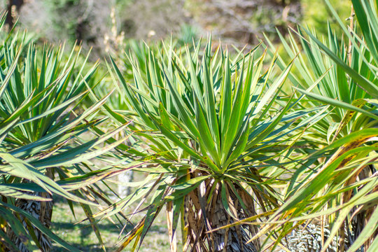 Green evergreen leaves of Yucca gloriosa, nature texture, Sharp leaves, green plant