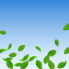 Falling green leaves. Fresh tea neat leaves flying