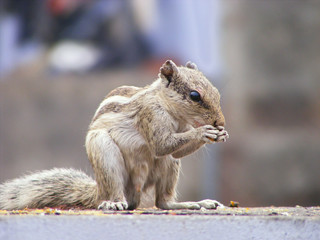 Indian Squirrel Eating on Wall Compound - Side Pose Focussed 