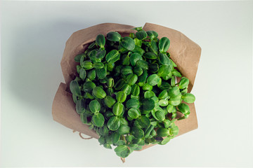 Sunflower micro green sprouts in the pot decorated with craft paper top view close up. Homegrown...