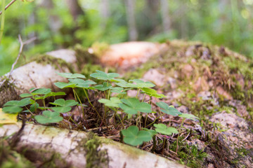 mushrooms in forest