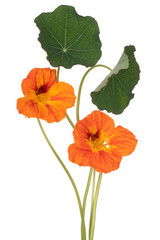 nasturtium flower isolated