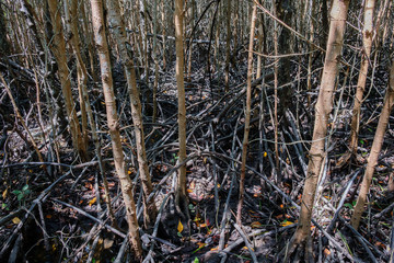 Mangrove forest, thickets. Sunny day, Thailand.