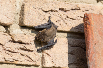 Fledermaus sonnt sich tagsüber an Hauswand