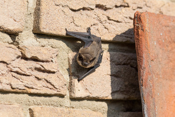 Fledermaus sonnt sich tagsüber an Hauswand