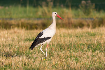 Storch auf Nahrungssuche
