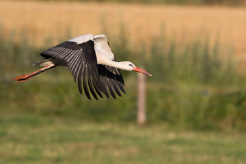Storch im Flug