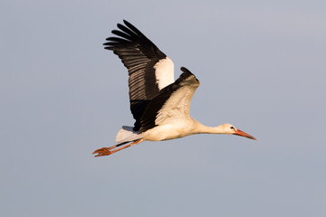 Storch im Flug