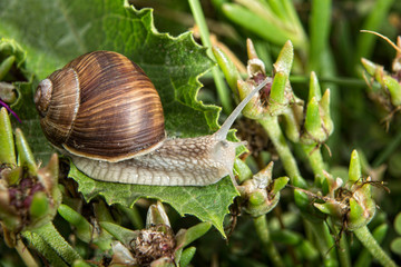 Escargot