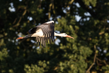 Storch im Flug