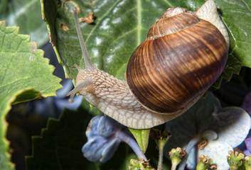 Escargot