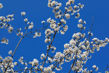 파란 하늘과 벚꽂이 보이는 아름다운 봄풍경