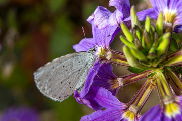 Papillon