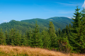 wild nature, summer landscape in carpathian mountains, wildflowers and meadow, spruces on hills, beautiful cloudy sky