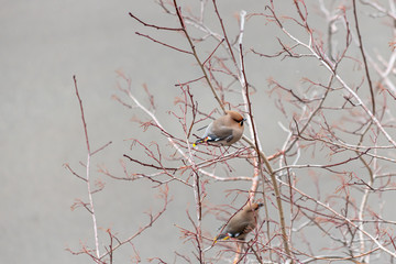 Gray and red Bohemian waxwing or Bombycilla garrulus birds are on a branch of wild apple tree in the park in winter on a blurred gray sky background