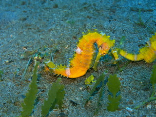 The amazing and mysterious underwater world of Indonesia, North Sulawesi, Manado, sea horse