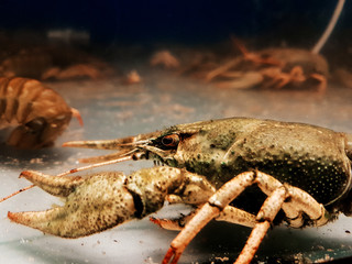 close up. crayfish in a spacious aquarium.