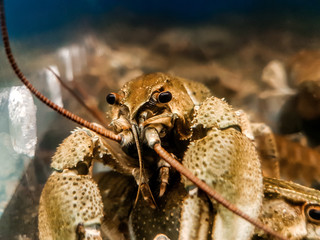 large crayfish behind the glass of the aquarium