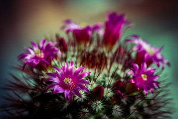 Makro Kaktus mit lila Blüten und Stacheln