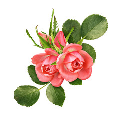 Coral rose flowers and buds with green leaves in a floral arrangement