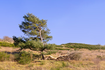 A typical coastal landscape on the German Baltic island of Hiddensee. A pine tree as the main motive. Part of the tree trunk has fallen over. In the background a hilly dune landscape.