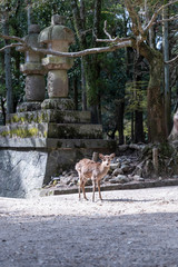 A deer in front of a stone lantern at Kasuga Taisha in Nara Park.