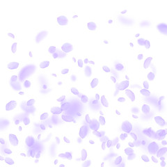 Violet flower petals falling down. Mesmeric romant