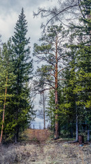 Fototapeta premium Irkutsk Region, Forests of Siberia, cold