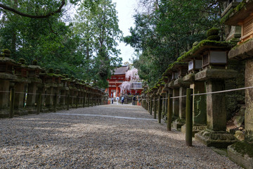 Stone lanterns on the approach to Kasuga Taisha Shrine in Nara Park and cherry blossoms in the distance