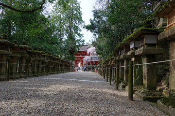 Stone lanterns on the approach to Kasuga Taisha Shrine in Nara Park and cherry blossoms in the distance