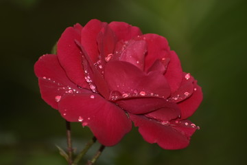 red rose in garden