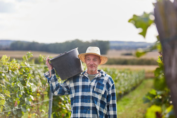 Harvest worker carries grapes in a bucket