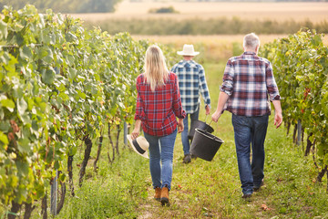Harvesters on winery in harvesting