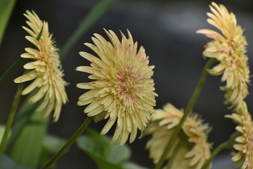 yellow flower