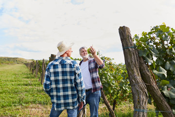 Winegrowers control the ripeness of the grapes