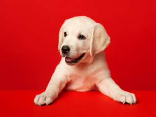 A white Labrador puppy jumped on the table. Labrador puppy on a red background
