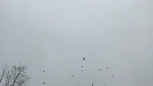 Flock of birds ravens spinning over house in the city, with sound, croak