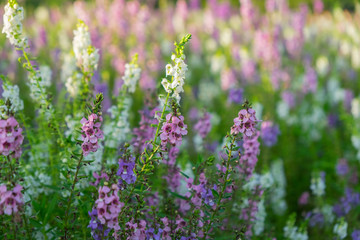 Obraz premium Close up beautiful Waew Sichuan, Angelonia goyazensis Benth; Thai style forget me not