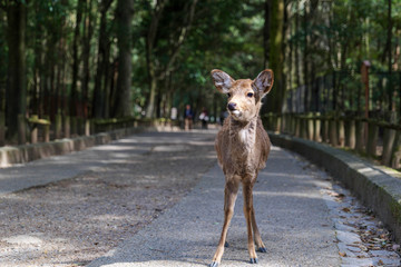 A deer staring at the approach to the forest at Kasuga Taisha in Nara Park.