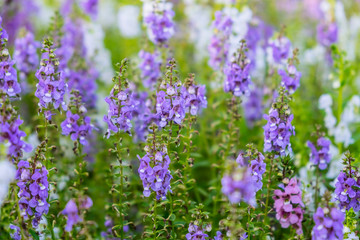 Close up beautiful Waew Sichuan, Angelonia goyazensis Benth; Thai style forget me not