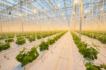 Big hydroponics greenhouse farm, is a lot of greens and vegetables