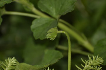 closeup of a plant in the garden