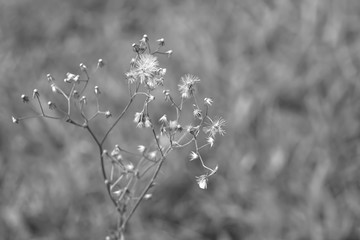 selected focus, Dry flowers on the field, blurred background, black white