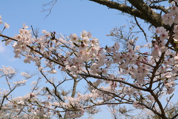 桜